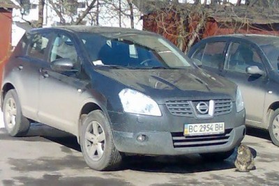 кошак.jpg