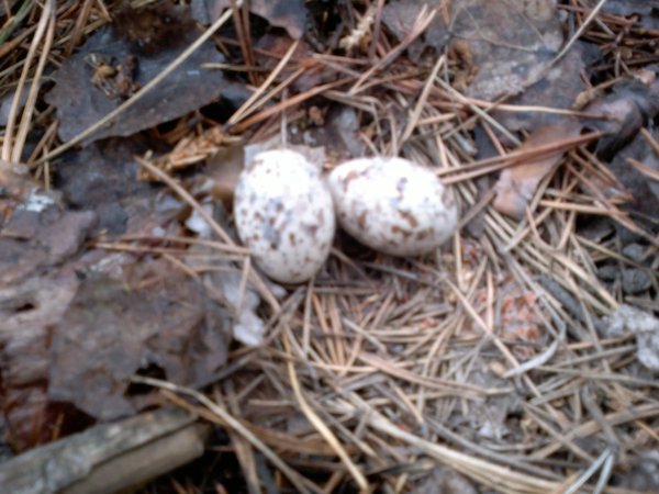 2012-06-03-084.jpg (448.86 KiB) Просмотров: 1731 2012-06-03-084.jpg