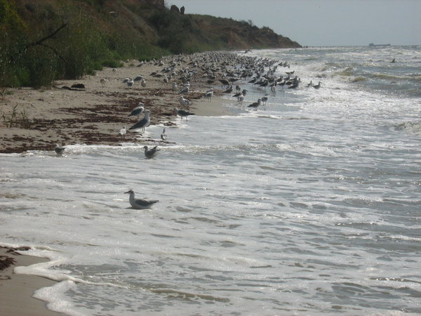 IMG_4123_новый размер.JPG (207.41 KiB) Просмотров: 7583 IMG_4123_новый размер.JPG