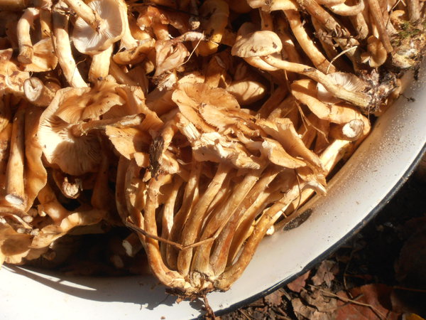 PA063698.JPG