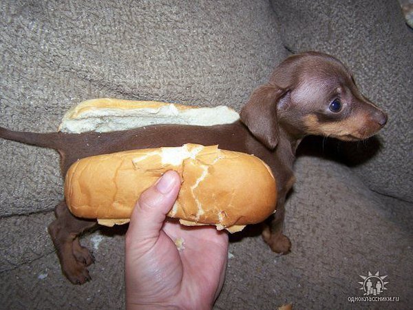 sweetdog.jpg