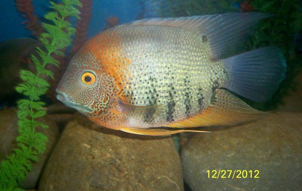 100_1612.JPG (444.22 KiB) Просмотров: 9314 100_1612.JPG