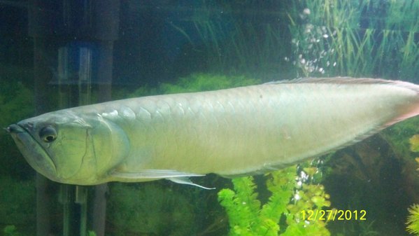 100_1615.JPG (387.33 KiB) Просмотров: 9301 100_1615.JPG