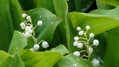 Ландыши.jpg (99.07 KiB) Просмотров: 11256 Ландыши.jpg