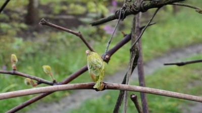 Будущее вино.jpg (88.19 KiB) Просмотров: 11257 Будущее вино.jpg