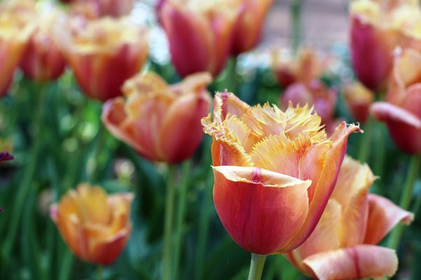 IMG_0519.JPG (342.77 KiB) Просмотров: 9166 IMG_0519.JPG