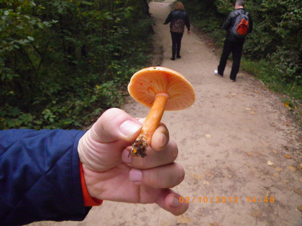 IMGP0736_новый размер.JPG