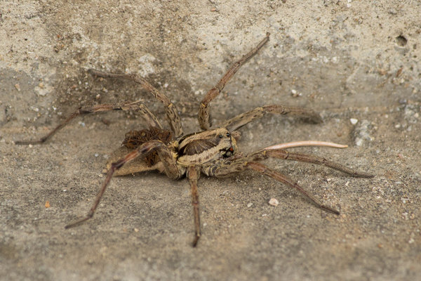 IMG_4283.jpg (1.25 MiB) Просмотров: 8839 IMG_4283.jpg