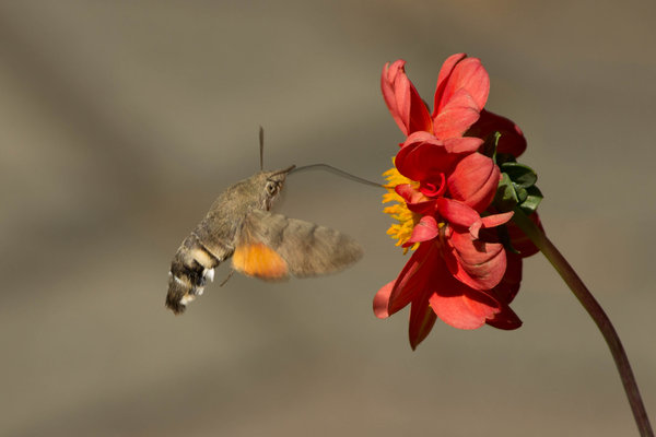 IMG_4373.jpg (341.84 KiB) Просмотров: 8826 IMG_4373.jpg