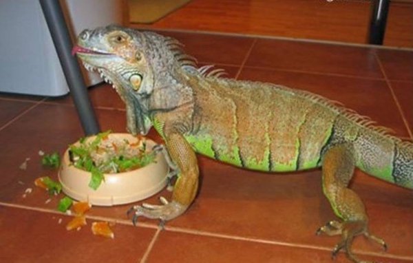 iguana.jpg