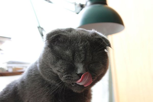 Кот..jpg