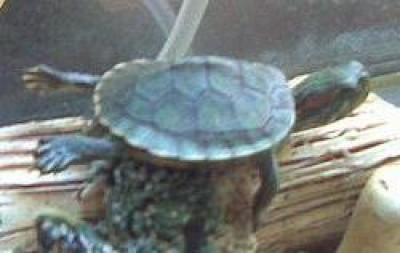 Фото000.jpg (14.36 KiB) Просмотров: 1532 Фото000.jpg