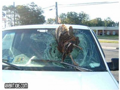 Индейка-.jpg (90.02 KiB) Просмотров: 1912 Индейка-.jpg