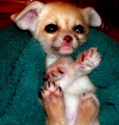 fennec-fox-0004.jpg (53.86 KiB) Просмотров: 1776 fennec-fox-0004.jpg