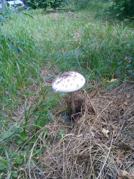 IMG_20140706_141852.jpg (1.14 MiB) Просмотров: 2081 IMG_20140706_141852.jpg