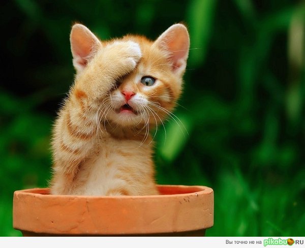 7ba68c.jpg (100.78 KiB) Просмотров: 3203 7ba68c.jpg