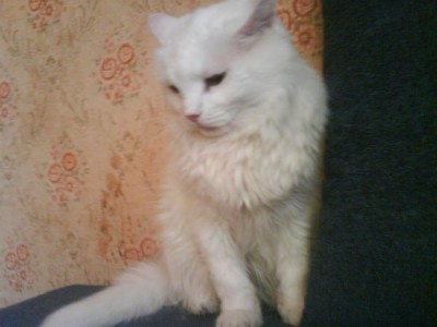 DSC00053.JPG (34.01 KiB) Просмотров: 1374 DSC00053.JPG