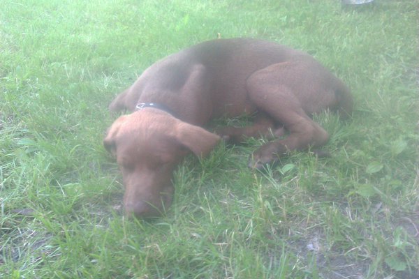 Сябака.jpg (942.33 KiB) Просмотров: 2191 Сябака.jpg