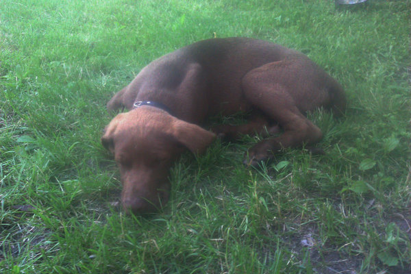 Сябака_.jpg (2.63 MiB) Просмотров: 2148 Сябака_.jpg