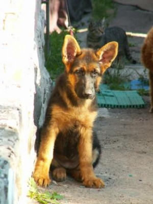 santa.JPG (58.05 KiB) Просмотров: 1374 santa.JPG