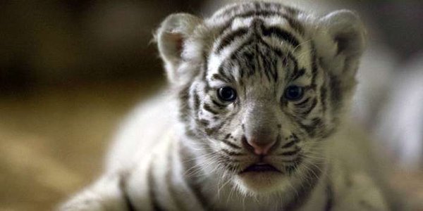 8cda81fc7ad906927144235dda5fdf151449231565.jpg (20.18 KiB) Просмотров: 1593 8cda81fc7ad906927144235dda5fdf151449231565.jpg