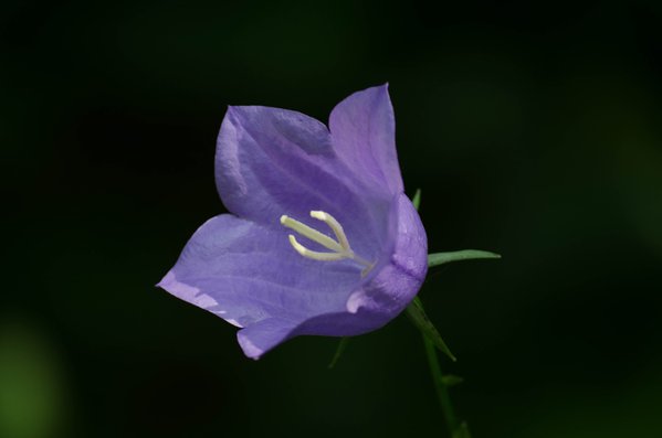 DSC_7013c.jpg