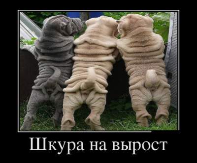 1479915498_demotivatory9.jpg