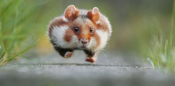 thumb.jpg (35 KiB) Просмотров: 5422 thumb.jpg