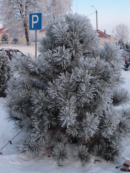 P1180028 1.jpg