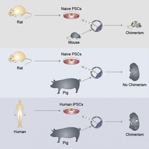 PigChimeraBody.jpg (28.65 KiB) Просмотров: 5668 PigChimeraBody.jpg