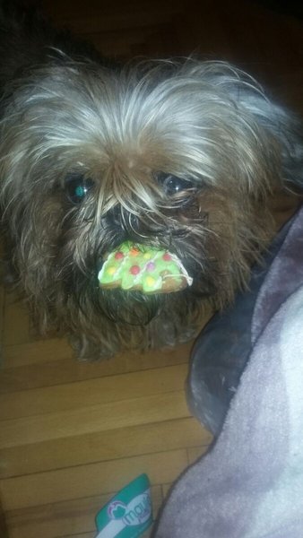 Йошка-воришка.jpg (92.99 KiB) Просмотров: 3017 Йошка-воришка.jpg