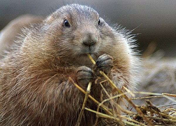 portret.jpg (470.41 KiB) Просмотров: 2756 portret.jpg