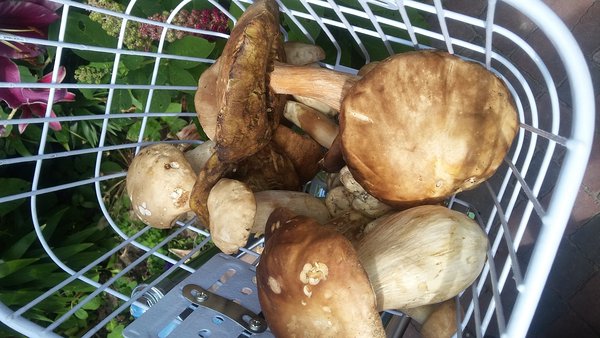 20170724_153016.jpg (2.09 MiB) Просмотров: 2378 20170724_153016.jpg