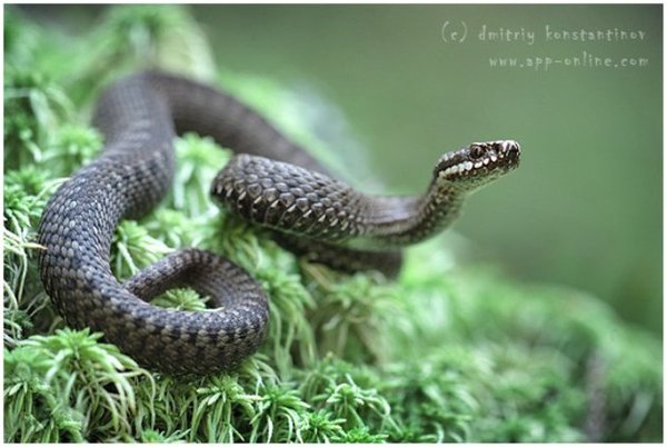 2_reference.jpg (54.17 KiB) Просмотров: 1870 2_reference.jpg