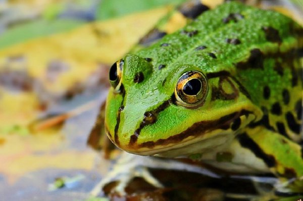 frog-22552.jpg (82.87 KiB) Просмотров: 1896 frog-22552.jpg