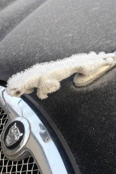 Jaguar.png
