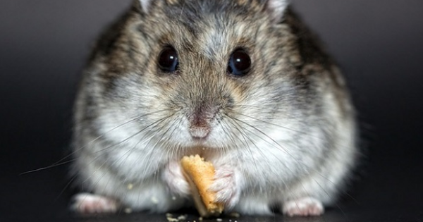 1534837426_homyak.png (253.54 KiB) Просмотров: 2371 1534837426_homyak.png