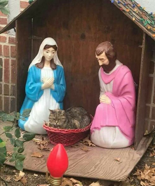 рожд кот.jpg