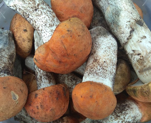 IMG_20190724_154921.jpg (3.06 MiB) Просмотров: 3727 IMG_20190724_154921.jpg