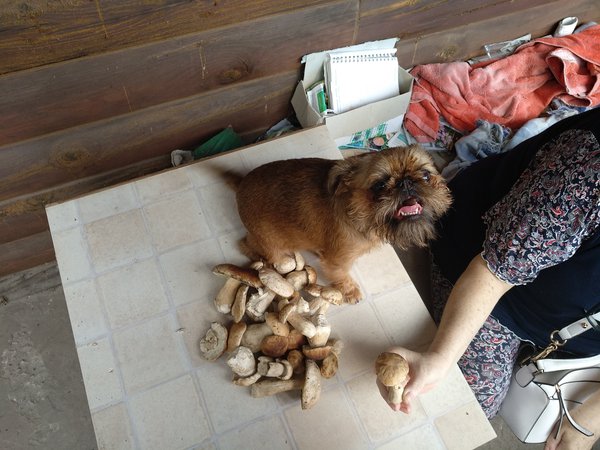 IMG_20190724_154341.jpg (1.93 MiB) Просмотров: 3382 IMG_20190724_154341.jpg