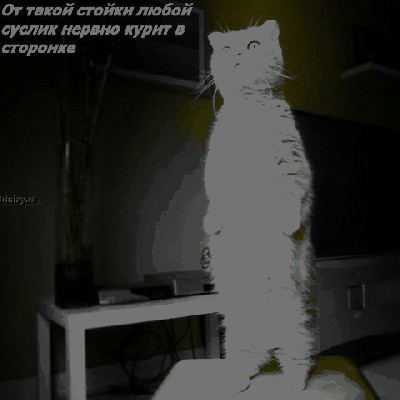 10167_суслик.jpg