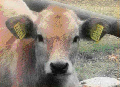 Копия birki.jpg (59.59 KiB) Просмотров: 2396 Копия birki.jpg