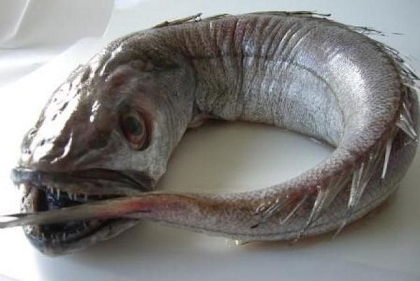 5c4ebfeee27782085312257.jpg (168.86 KiB) Просмотров: 1377 5c4ebfeee27782085312257.jpg