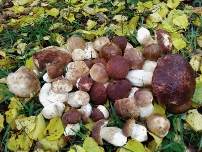 Поганки-2.jpg (150.68 KiB) Просмотров: 2255 Поганки-2.jpg