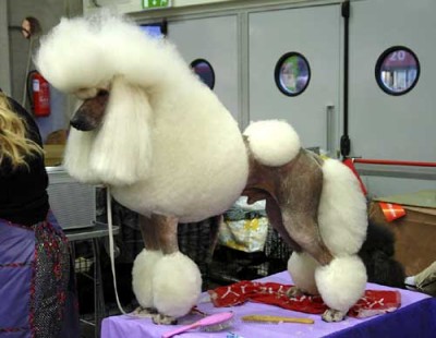 пудель.jpg (22.87 KiB) Просмотров: 1250 пудель.jpg