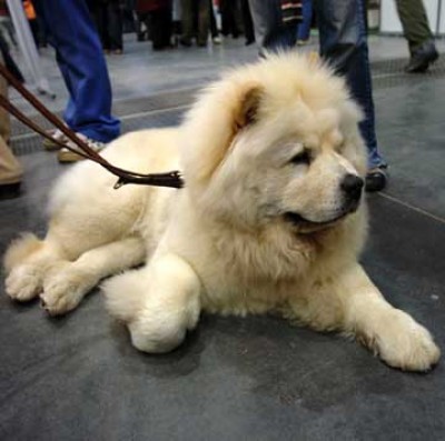 чау.jpg (14.29 KiB) Просмотров: 1250 чау.jpg