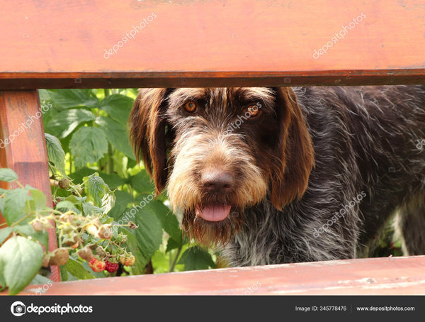 depositphotos_345778476-stock-photo-masked-spy-hidden-behind-bench.jpg