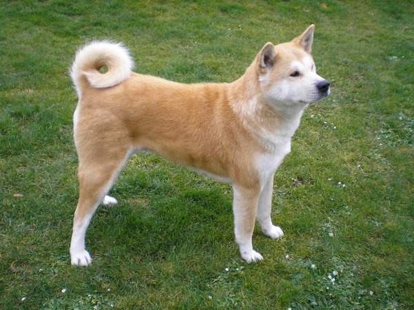 2-akita.jpg