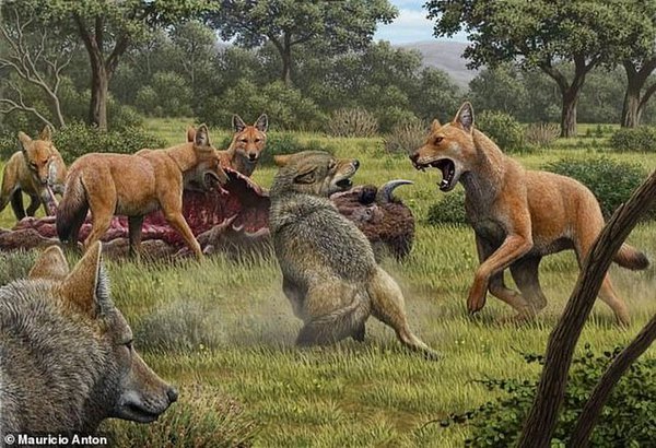 37960570-9143293-Artists_impression_of_an_ancient_scene_showing_two_grey_wolves_l-a-24_1610553123386.jpg