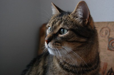 DSC_0013small.jpg (117.18 KiB) Просмотров: 1729 DSC_0013small.jpg